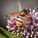 Volucella inanis-7315.jpg